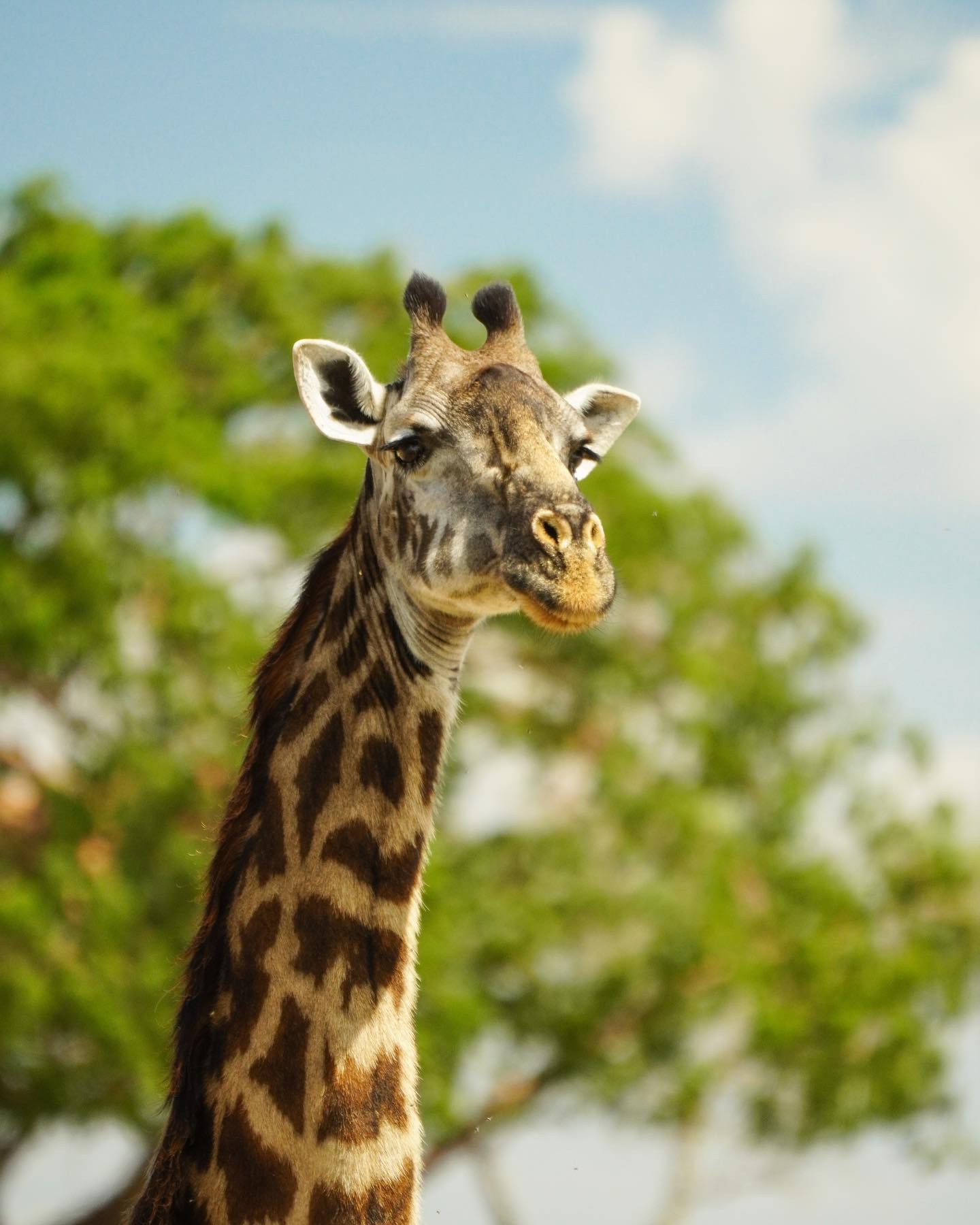 6 Days Tanzania Fly-in Safari